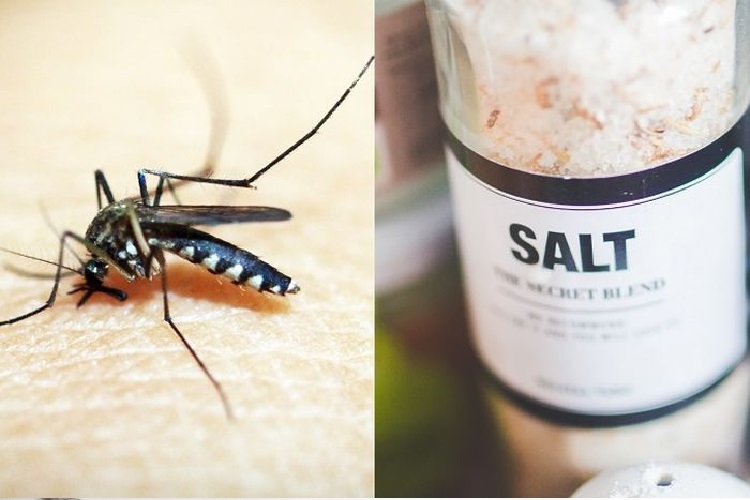 cara mengusir nyamuk dengan garam