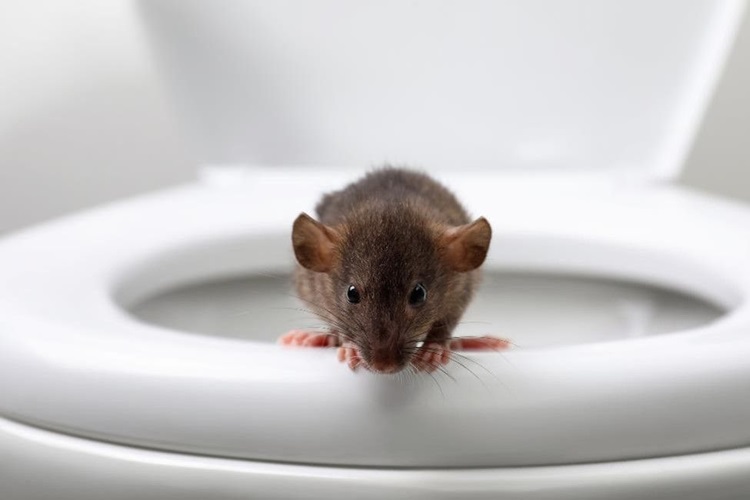 cara mengusir tikus di wc